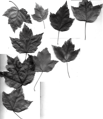 autumn leaves
