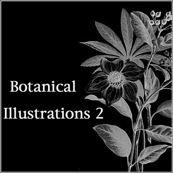 Botanical Illustrations