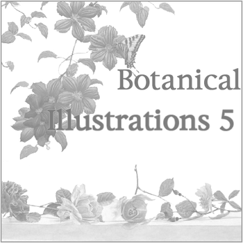 Botanical Illustrations