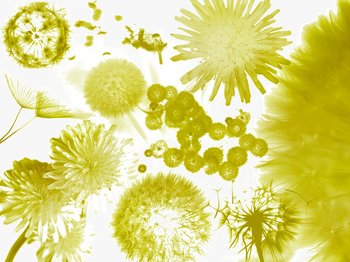 Dandelions