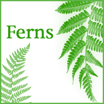 Fern leaf