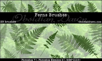 Fern plant