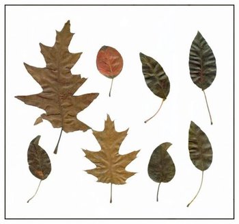 feuilles