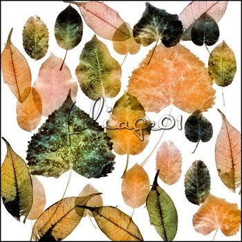 foliage