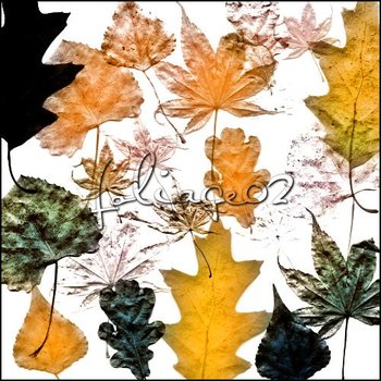 foliage
