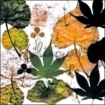 foliage