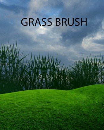 grass