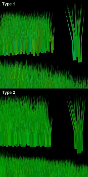grass