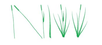 grass
