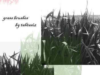 grass