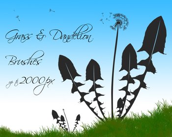 Grass and Dandelion