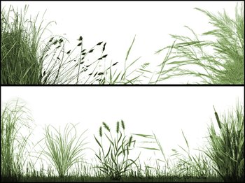 Grasslands
