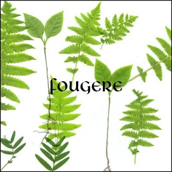 green foliage