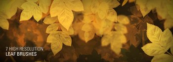 High Resolution Leaf