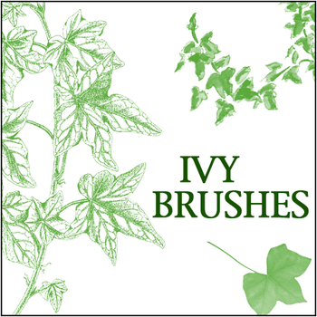 ivy