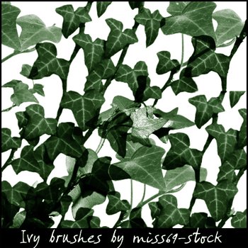 ivy