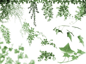 ivy leaf