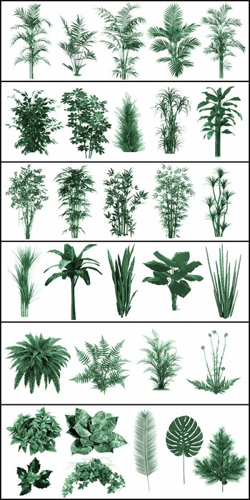 Jungle plants