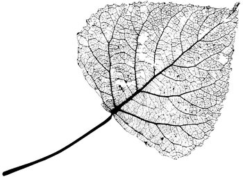 leaf