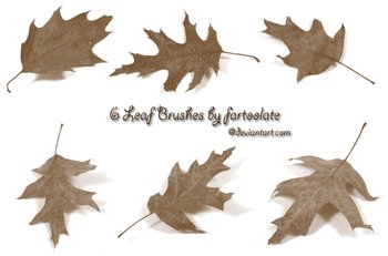leaf
