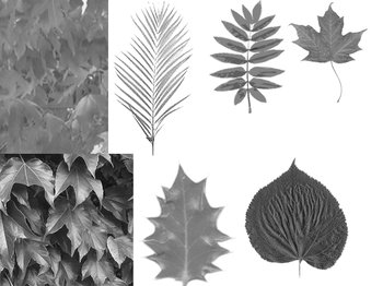 Leaf