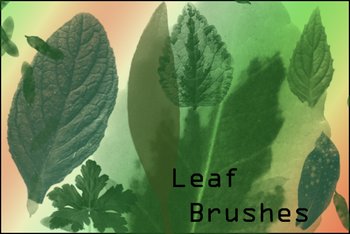 Leaf