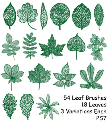 Leaf