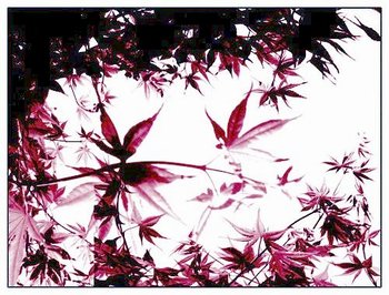 leaves