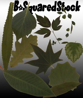 leaves
