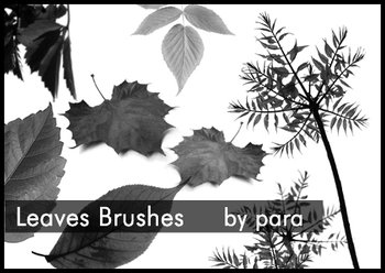leaves
