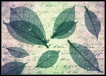 leaves