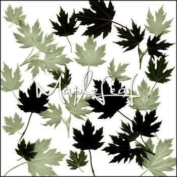 maple leaf