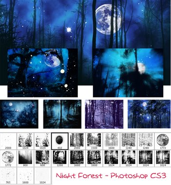 night forest