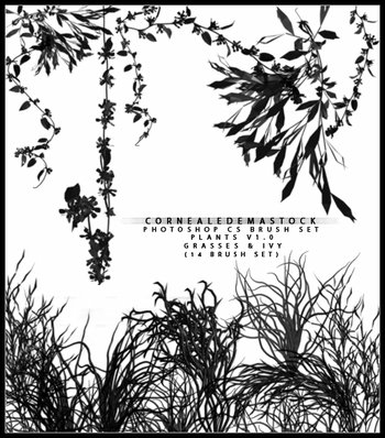 plants