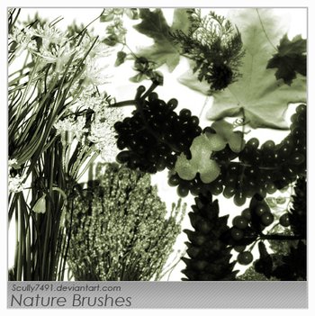 plants
