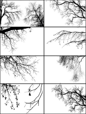 Tree Borders