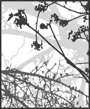 tree branch
