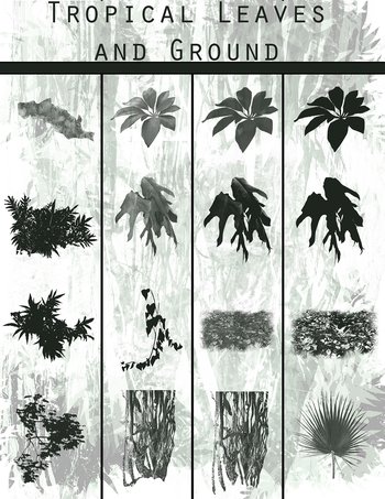 Tropical Leaf