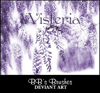 wisteria