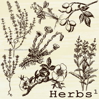 Herbs