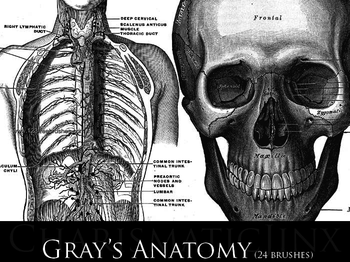 Anatomy Bones
