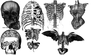 Bones and Things