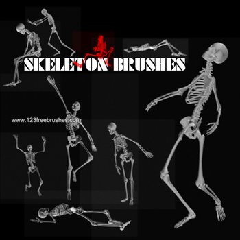 Human Skeleton