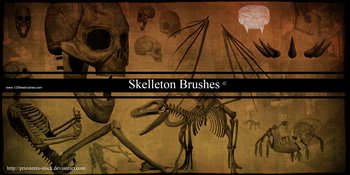 Skeleton