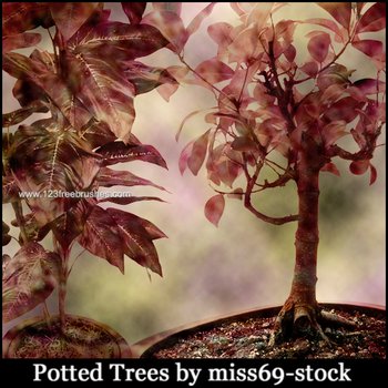 Bonsai Tree