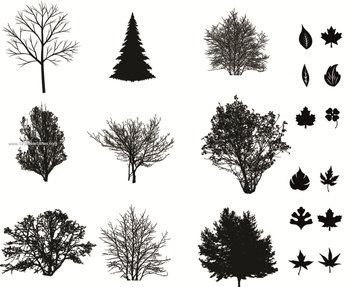 Leaves  Trees