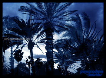Palm Tree