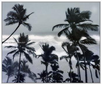 Palm Trees
