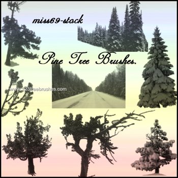 Pine Tree