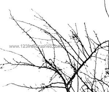 Tree Branch
